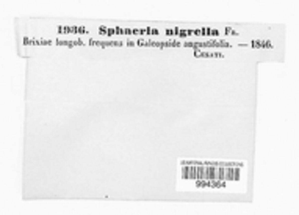 Didymella nigrella image